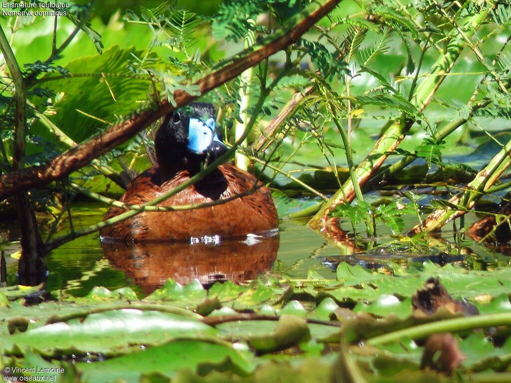 Masked Duck male adult breeding