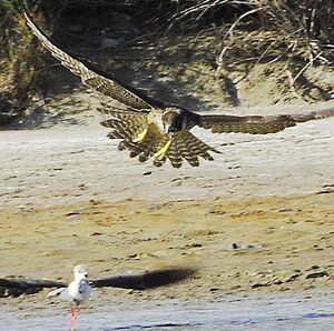 Peregrine Falcon 
&copy; Vincent Lemoine