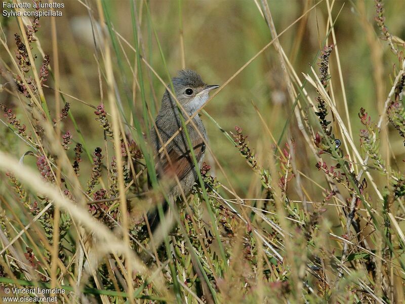 Spectacled Warbler, identification