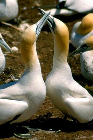 Northern Gannet 
&copy; Vincent Lemoine