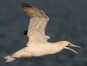 Northern Gannet 
&copy; Vincent Lemoine
