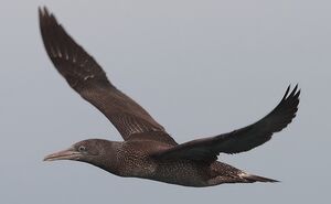 Northern Gannet 
&copy; Vincent Lemoine