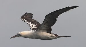 Northern Gannet 
&copy; Vincent Lemoine