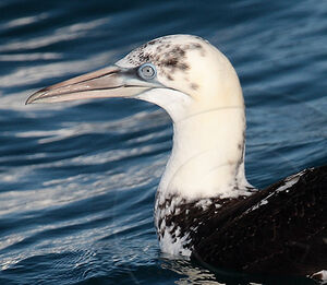 Northern Gannet 
&copy; Vincent Lemoine