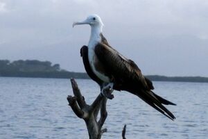 Magnificent Frigatebird