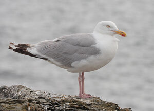 European Herring Gull 
&copy; Vincent Lemoine