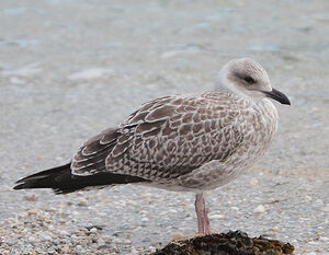 European Herring Gull 
&copy; Vincent Lemoine