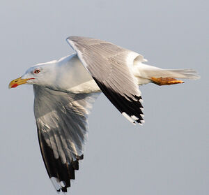 Go�land leucoph�e 
&copy; Vincent Lemoine