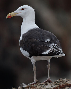Great Black-backed Gull 
&copy; Vincent Lemoine
