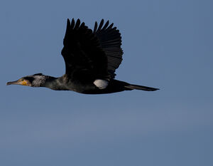 Grand Cormoran