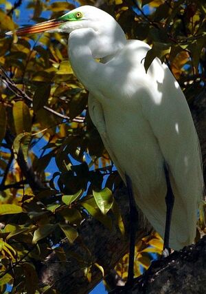 Great Egret
