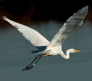 Grande Aigrette