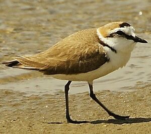 Kentish Plover