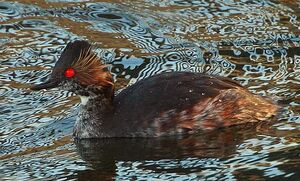 Black-necked Grebe 
&copy; Vincent Lemoine