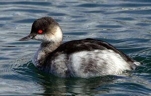 Black-necked Grebe 
&copy; Vincent Lemoine
