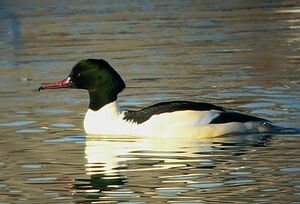 Common Merganser 
&copy; Vincent Lemoine