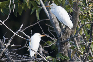 Western Cattle Egret 
&copy; Vincent Lemoine