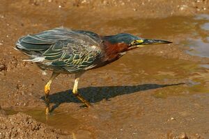 Green Heron 
&copy; Vincent Lemoine