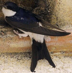 Hirondelle de fen�tre
