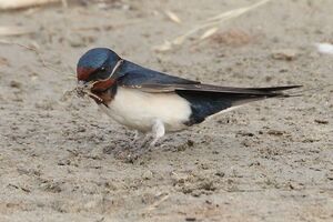 Barn Swallow 
&copy; Vincent Lemoine