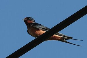 Barn Swallow 
&copy; Vincent Lemoine