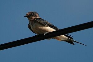 Barn Swallow