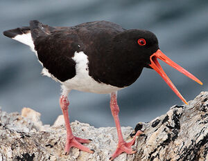 Eurasian Oystercatcher 
&copy; Vincent Lemoine