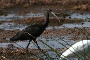 Ibis falcinelle 
&copy; Vincent Lemoine