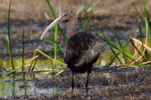 Ibis falcinelle 
&copy; Vincent Lemoine
