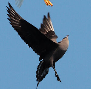 Parasitic Jaeger 
&copy; Vincent Lemoine