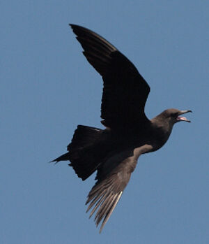Parasitic Jaeger 
&copy; Vincent Lemoine