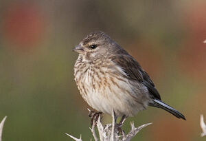 Common Linnet
