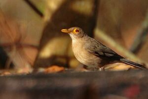 Spectacled Thrush