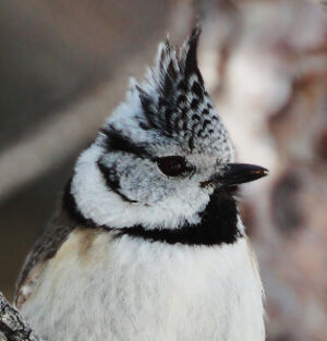 European Crested Tit 
&copy; Vincent Lemoine