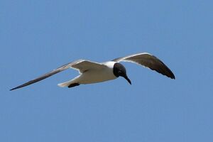 Mouette atricille 
&copy; Vincent Lemoine