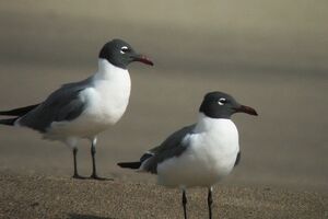 Mouette atricille 
&copy; Vincent Lemoine