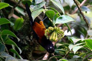 Oriole de la Martinique