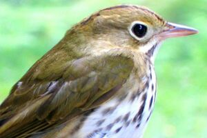 Paruline couronn�e