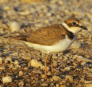 Little Ringed Plover