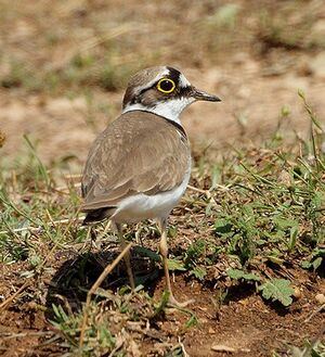 Little Ringed Plover