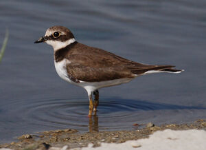 Little Ringed Plover