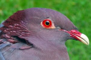 Pigeon � cou rouge