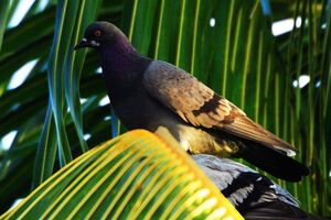 Pigeon biset 
&copy; Vincent Lemoine