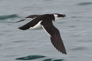 Razorbill