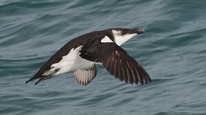 Razorbill