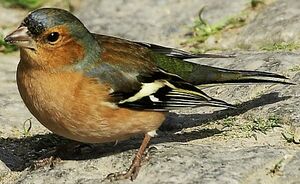 Common Chaffinch