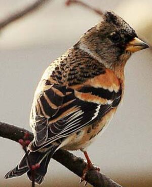 Brambling