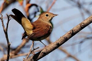 Common Nightingale