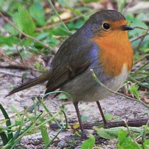 European Robin
