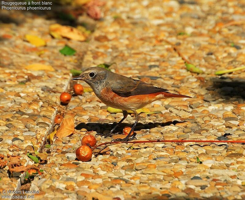 Common Redstart male First year